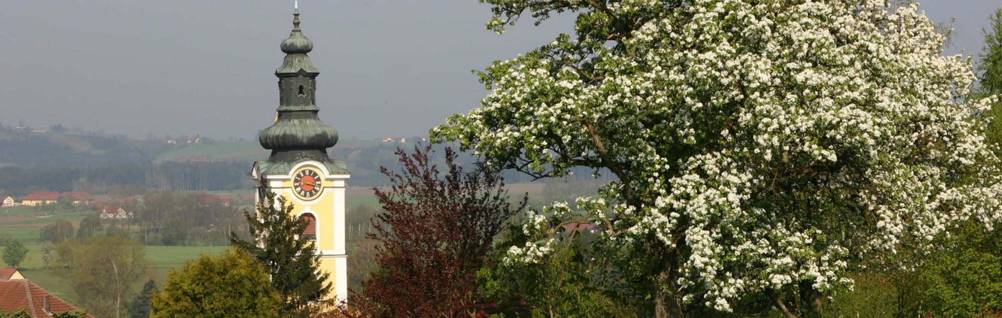 Kirchturm der Pfarre Waizenkirchen mit blühendem Baum
